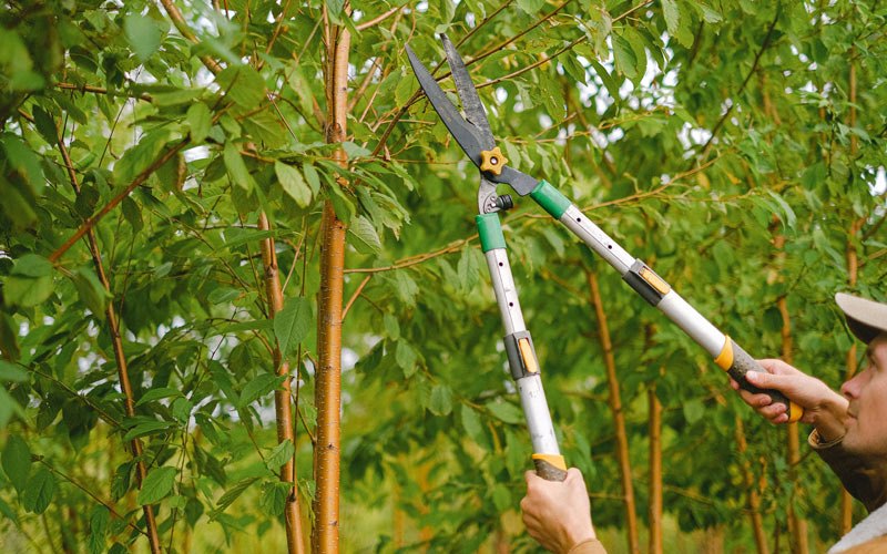 Tree trimming in Bud, WV