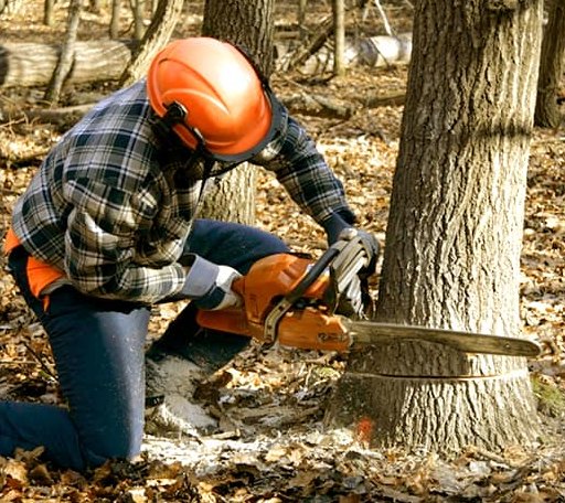 Tree Removal in Bud, WV